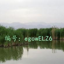 ʶ